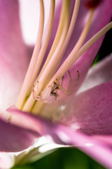 Araignée crabe sur fleur de Lys