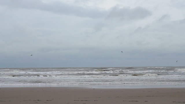 Waves rolling on the beach on a stormy day. Seagulls fighting the wind in the air.