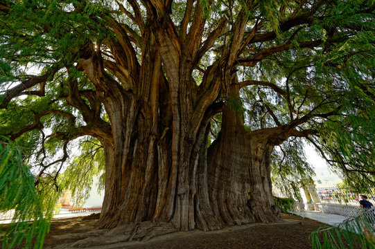 Arbre de Tule , Oaxaca Mexique