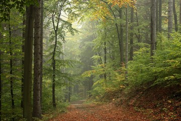Path through the autumn forest on a foggy weather