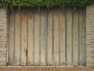 Gate to an old garage - corrugated iron, wooden boards, bricks and boston ivy (Parthenocissus tricuspidata) above it. 