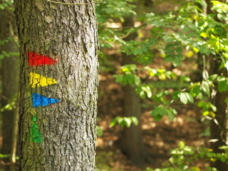 Cross country run - colorful orientation signs mostly aiming to the right.