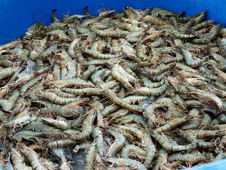 The fresh shrimps in fresh market