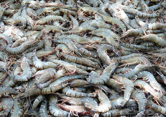 Fototapeta premium The fresh shrimps in fresh market