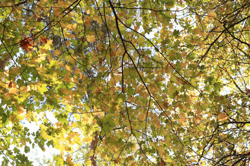 Fototapeta premium background autumn leaves in the park, nature