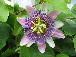 Passionsblume