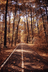Autumn road landscape