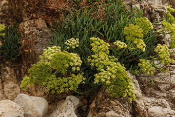 finocchio marino (Crithmum maritimum) pianta con fiori