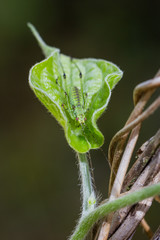 Sauterelle cymbalière ou sauterelle verte sur Ipomée 