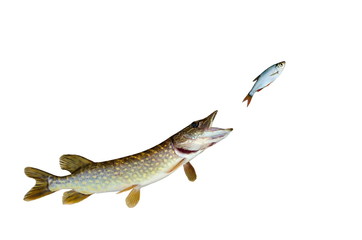 pike chasing fish