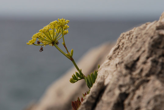 finocchio marino (Crithmum maritimum) pianta con fiori