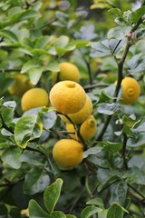 Lemon tree