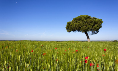 Pino solitario sobre campo de trigo verde contra cielo azul  © CarlosJGarcíaPrieto