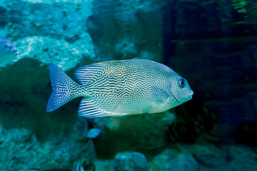 Fish-labyrinth