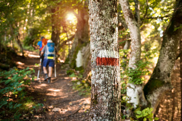People mountain hiking in the woods, nordic walking and outdoor sports concept