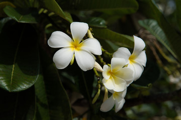 plumeria flower