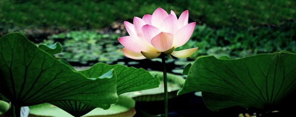 Leuchtende Lotosblüte im Teich mit Blättern - obrazy, fototapety, plakaty
