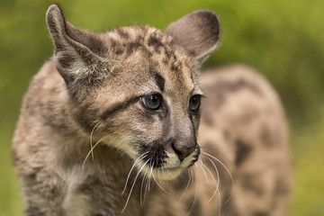 Fototapeta premium Puma, Cougar