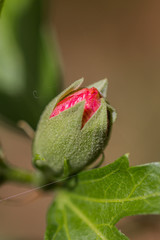 Bouton de Hibiscus syriacus