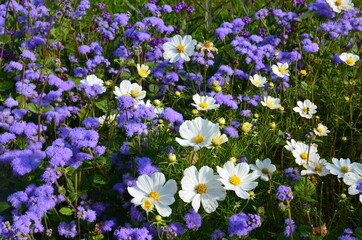 Blumengarten blau-weiß aus Cosmea und Leberbalsam 