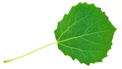 aspen leaf isolated on white background