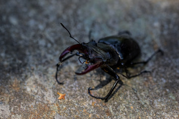 Lucane Cerf-volant mâle