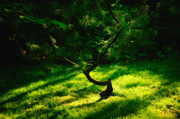 Part of a Summer Japanese Garden with a Coniferous Tree contrastingly lit by Sun