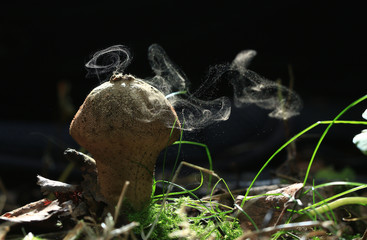 small poisonous mushroom, magic picture