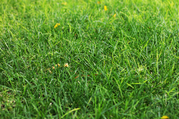 Tumbados sobre la hierba.
En un día no muy soleado realicé está fotografía sobre la hierba que cubría el suelo, mojado por la lluvia de los días anteriores. 