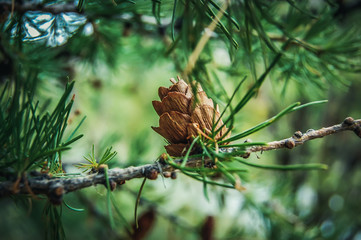 Ovulate coneof larch tree