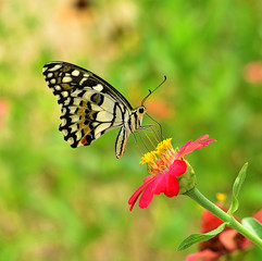 Butterfly on flower