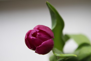 purple tulip