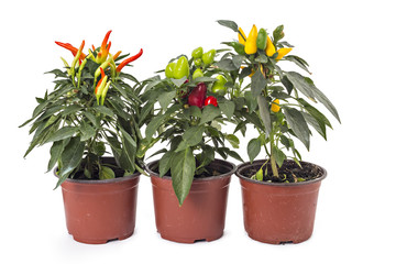 Three young and growing chili peppers in the pots on white background