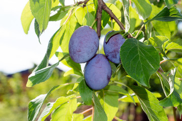 Plum / Plum on a plum tree