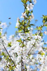 Spring flowering branch outdoors