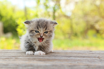 Naklejka na ściany i meble Small kitten on table outdoors