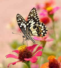 Butterfly on flower
