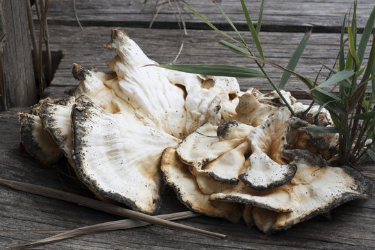 Fungo Pleorotus osteatus sopra asse di legno