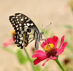 Butterfly on flower