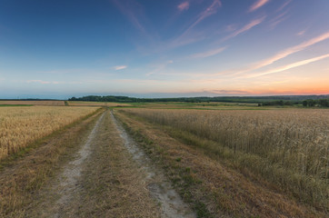 Obraz na płótnie Canvas rural road between fields of wheat and oat in the evening