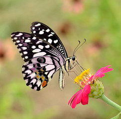 Butterfly on flower