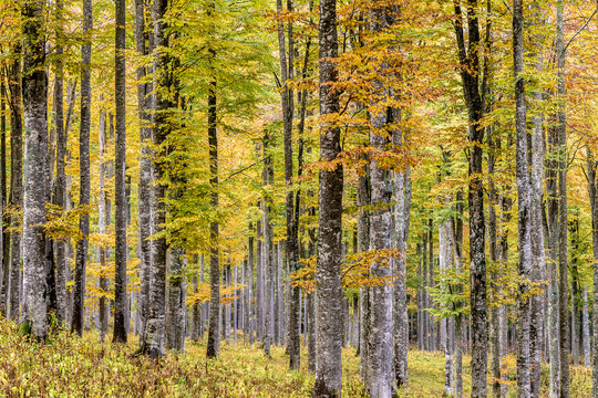 Faggi, faggeta, alberi