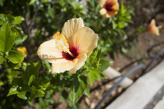fiore di ibisco giallo ( Hibiscus rosa-sinensis )
