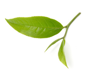 Green tea leaf isolated on white background