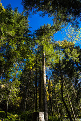 Obraz premium Nel bosco