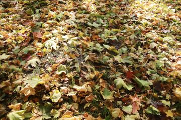 Autumn texture of yellow fallen leaves