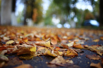 background autumn leaves in the park, nature