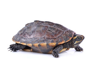 Fototapeta premium turtle on white background