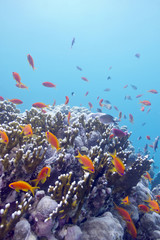 coral reef with  exotic fishes anthias in tropical sea, underwat