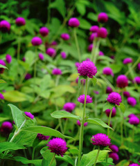 globe amaranth Flower